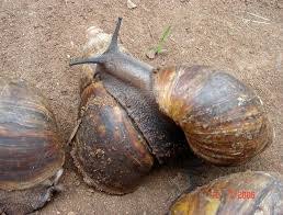 Executive Summary of Snail Production and Processing Business Plan In Nigeria