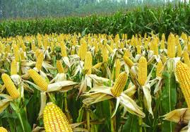 Executive-Summary-Maize-Farming-Business-Plan-in-Nigeria