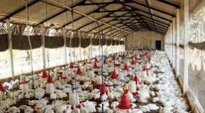 Executive Summary of Poultry Farming in Business in Nigeria.
