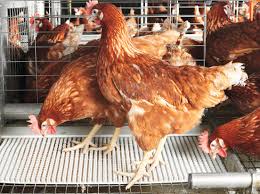Executive Summary of Poultry Farming in Business in Nigeria.Executive Summary of Poultry Farming in Business in Nigeria.