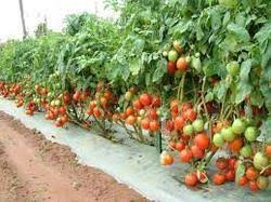 Executive Summary of Vegetable Farming Business Plan in Nigeria