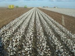Executive Summary of Cotton Production and Processing Business Plan.