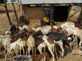 Livestock Farming Business Plan in Nigeria