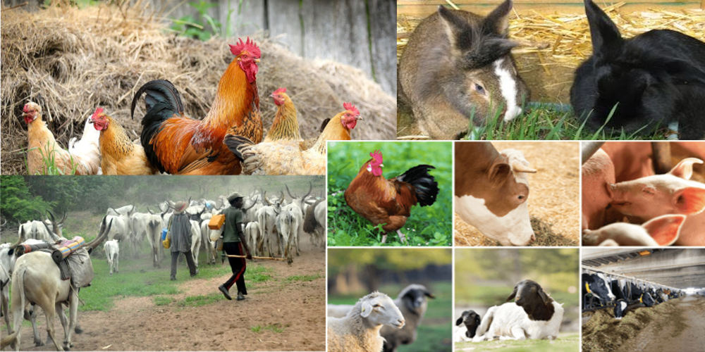 Livestock Farming Business Plan in Nigeria