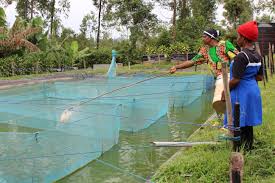 Aquaculture Business Plan in NigeriaAquaculture Business Plan in Nigeria