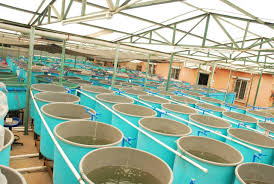 Aquaculture Business Plan in Nigeria