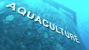 Aquaculture Business Plan in Nigeria