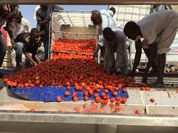 Tomato Storage & Processing Business plan in Nigeria