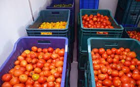 Tomato Storage & Processing Business plan in Nigeria
