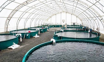 business plan for fish farming in nigeria