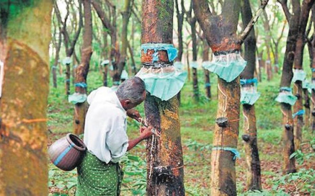 rubber-farming-and-processing-business-plan-in-nigeria