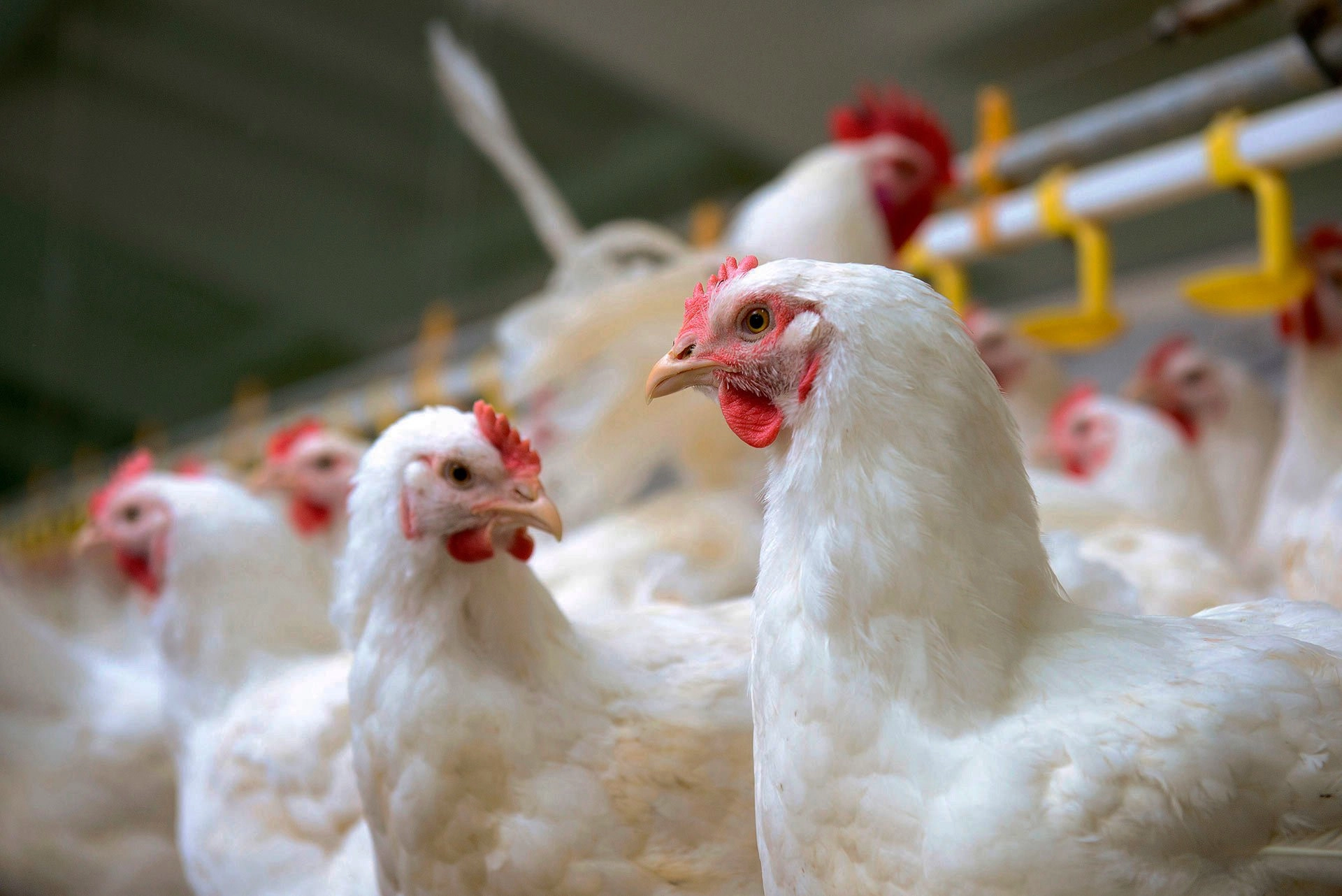 Poultry Business Plan Live sample of Nigeria Youth Investment Fund 2024